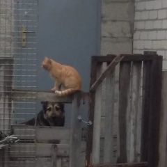 Подробнее об объявлении «Пропал кот шурик Новороссийск» Фото: пропала кошка  «Пропал кот шурик Новороссийск» в г. Новороссийск