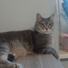 Подробнее об объявлении «Раменское Пропал кот серый кот с красным ошейником» Фото: пропала кошка  «Раменское Пропал кот серый кот с красным ошейником» в г. Раменское