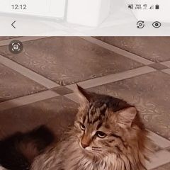 Подробнее об объявлении «Чехов Пропала кошка дер красные орлы снт луч минэнерго» Фото: пропала кошка  «Чехов Пропала кошка дер красные орлы снт луч...» в г. Чехов