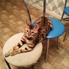 Подробнее об объявлении «Пропал кот помогите найти кота Зеленоград» Фото: пропала кошка Бенгальская кошка «Пропал кот помогите найти кота Зеленоград» в г. Зеленоград