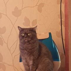 Подробнее об объявлении «Пропала кошка Москва» Фото: пропала кошка Британская короткошерстная кошка «Пропала кошка Москва» в г. Москва
