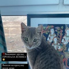 Подробнее об объявлении «Пропала кошка тиша Москва» Фото: пропала кошка  «Пропала кошка тиша Москва» в г. Москва