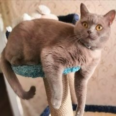 Подробнее об объявлении «Пропал кот серый Санкт-Петербург» Фото: пропала кошка Британская короткошерстная кошка «Пропал кот серый Санкт-Петербург» в г. Санкт-Петербург