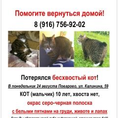 Подробнее об объявлении «Пропал кот без хвоста Зеленоград» Фото: пропала кошка Бобтейл «Пропал кот без хвоста Зеленоград» в г. Зеленоград