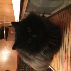 Подробнее об объявлении «Красноярск Пропала кошка черная» Фото: пропала кошка  «Красноярск Пропала кошка черная» в г. Красноярск