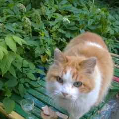 Подробнее об объявлении «Витебск Пропал кот 12 лет ул чкалова 19/3» Фото: пропала кошка Сибирская кошка «Витебск Пропал кот 12 лет ул чкалова 19/3» в г. Витебск