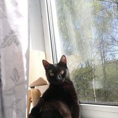 Подробнее об объявлении «Мытищи Пропала кошка» Фото: пропала кошка  «Мытищи Пропала кошка» в г. Мытищи