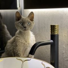Подробнее об объявлении «Пропал кот Москва» Фото: пропала кошка Девон-рекс «Пропал кот Москва» в г. Москва