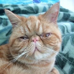 Подробнее об объявлении «Балахна Пропал кот» Фото: пропала кошка Экзотическая короткошерстная «Балахна Пропал кот» в г. Балахна