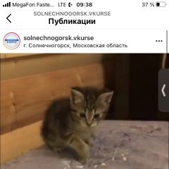 Подробнее об объявлении «Пропала кошка Солнечногорск» Фото: пропала кошка  «Пропала кошка Солнечногорск» в г. Солнечногорск