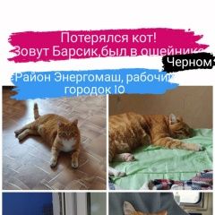 Подробнее об объявлении «Хабаровск Пропал кот барсик» Фото: пропала кошка  «Хабаровск Пропал кот барсик» в г. Хабаровск