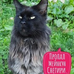 Подробнее об объявлении «Пропал кот мейнкун Москва» Фото: пропала кошка Мейн-кун «Пропал кот мейнкун Москва» в г. Москва