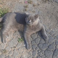 Подробнее об объявлении «Пропала кошка британка с жёлтыми глазами Озерск(Челябинская обл.)» Фото: пропала кошка  «Пропала кошка британка с жёлтыми глазами...» в г. Озерск(Челябинская обл.)