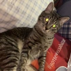 Подробнее об объявлении «Пропал кот Балашиха» Фото: пропала кошка  «Пропал кот Балашиха» в г. Балашиха