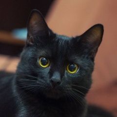Подробнее об объявлении «Пропал кот Кострома» Фото: пропала кошка  «Пропал кот Кострома» в г. Кострома