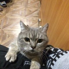 Подробнее об объявлении «Пропал кот, Симферополь» Фото: пропала кошка  «Пропал кот, Симферополь» в г. Симферополь
