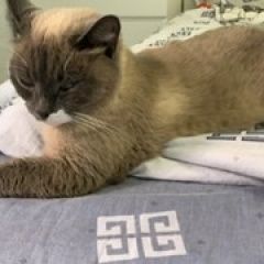 Подробнее об объявлении «Пропала кошка метис сиамской Шаховская» Фото: пропала кошка  «Пропала кошка метис сиамской Шаховская» в г. Шаховская