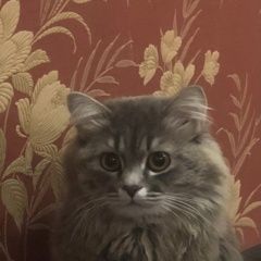 Подробнее об объявлении «Пропал кот Челябинск» Фото: пропала кошка  «Пропал кот Челябинск» в г. Челябинск