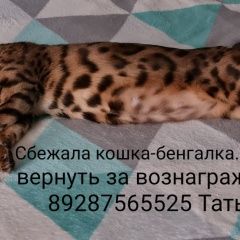 Подробнее об объявлении «Пропала кошка бенгалка Волгодонск» Фото: пропала кошка Бенгальская кошка «Пропала кошка бенгалка Волгодонск» в г. Волгодонск