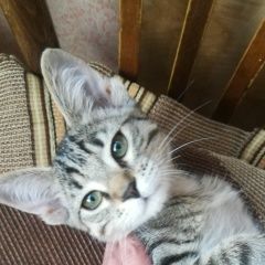 Подробнее об объявлении «Пропала кошка котенок Ульяновск» Фото: пропала кошка  «Пропала кошка котенок Ульяновск» в г. Ульяновск
