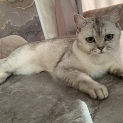 Подробнее об объявлении «Пропала кошка Краснодар» Фото: пропала кошка  «Пропала кошка Краснодар» в г. Краснодар