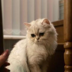 Подробнее об объявлении «Пропала кошка белая и пушистая Хоста» Фото: пропала кошка Персидская кошка «Пропала кошка белая и пушистая Хоста» в г. Хоста