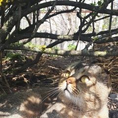 Подробнее об объявлении «Пропал кот Навля» Фото: пропала кошка Скоттиш фолд (шотландская вислоухая) «Пропал кот Навля» в г. Навля