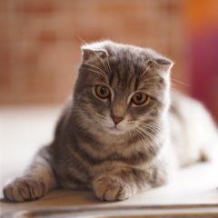 Подробнее об объявлении «Пропал кот Краснодар» Фото: пропала кошка  «Пропал кот Краснодар» в г. Краснодар