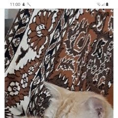 Картинка пропала кошка В городе Сызрань исчез котенька. Сызрань