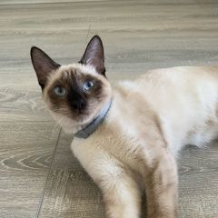 Подробнее об объявлении «Пропала кошка потерялась кошечка Москва» Фото: пропала кошка Сиамская кошка «Пропала кошка потерялась кошечка Москва» в г. Москва