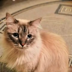Подробнее об объявлении «Пропал кот нужна помощь Коломна» Фото: пропала кошка  «Пропал кот нужна помощь Коломна» в г. Коломна