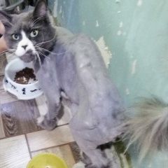 Подробнее об объявлении «Пропал кот Ульяновск» Фото: пропала кошка  «Пропал кот Ульяновск» в г. Ульяновск