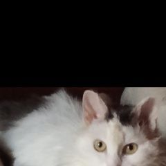 ����: ������� �����  ���������� ������� ����� ����� � �����, ���.������� � �. ���������