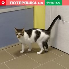 Подробнее об объявлении «Пропал кот Заокский» Фото: пропала кошка  «Пропал кот Заокский» в г. Заокский