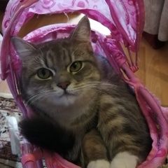 Подробнее об объявлении «Пропала кошка Новочебоксарск» Фото: пропала кошка Скоттиш страйт (шотландская прямоухая) «Пропала кошка Новочебоксарск» в г. Новочебоксарск