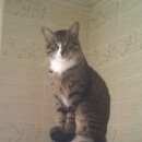 Подробнее об объявлении «Пропал кот Смоленск» Фото: пропала кошка  «Пропал кот Смоленск» в г. Смоленск