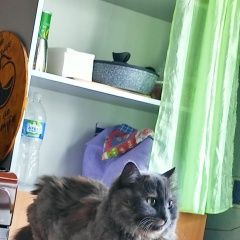 Подробнее об объявлении «Пропала кошка Новочебоксарск» Фото: пропала кошка  «Пропала кошка Новочебоксарск» в г. Новочебоксарск
