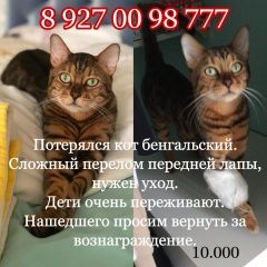 Подробнее об объявлении «Пропала кошка кот бенгал Самара» Фото: пропала кошка Бенгальская кошка «Пропала кошка кот бенгал Самара» в г. Самара