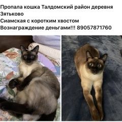Подробнее об объявлении «Пропала кошка деревня зятьково Талдом» Фото: пропала кошка Сиамская кошка «Пропала кошка деревня зятьково Талдом» в г. Талдом
