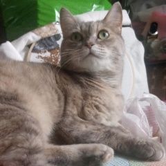 Подробнее об объявлении «Пропала кошка южное бутово Москва» Фото: пропала кошка  «Пропала кошка южное бутово Москва» в г. Москва