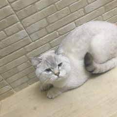Подробнее об объявлении «Пропал кот. район малая земля Оренбург» Фото: пропала кошка  «Пропал кот. район малая земля Оренбург» в г. Оренбург