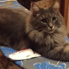 Подробнее об объявлении «Пропал кот мейн кун 31 авг. на рутмана Стерлитамак» Фото: пропала кошка Мейн-кун «Пропал кот мейн кун 31 авг. на рутмана Стерлитамак» в г. Стерлитамак