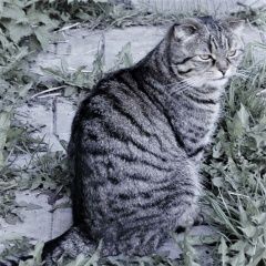 Подробнее об объявлении «Пропала кошка маруся потерялась Москва» Фото: пропала кошка  «Пропала кошка маруся потерялась Москва» в г. Москва