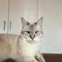 Подробнее об объявлении «Пропал кот Переславль-Залесский» Фото: пропала кошка Тайская кошка «Пропал кот Переславль-Залесский» в г. Переславль-Залесский
