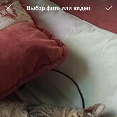 Подробнее об объявлении «Пропал кот новокосино Москва» Фото: пропала кошка  «Пропал кот новокосино Москва» в г. Москва
