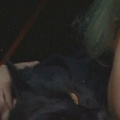 Подробнее об объявлении «Пропала кошка Ангарск» Фото: пропала кошка  «Пропала кошка Ангарск» в г. Ангарск