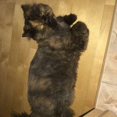 Подробнее об объявлении «Пропала кошка по кличке даня Москва» Фото: пропала кошка Персидская кошка «Пропала кошка по кличке даня Москва» в г. Москва