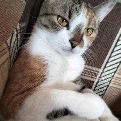 Подробнее об объявлении «Пропала кошка авиагородок улица ильюшина д11к4 Домодедово» Фото: пропала кошка  «Пропала кошка авиагородок улица ильюшина д11к4...» в г. Домодедово