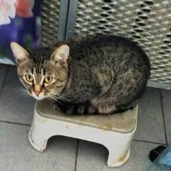 Подробнее об объявлении «Пропал кот Мытищи» Фото: пропала кошка  «Пропал кот Мытищи» в г. Мытищи