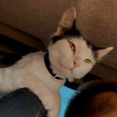 Подробнее об объявлении «Пропала кошка Ульяновск» Фото: пропала кошка  «Пропала кошка Ульяновск» в г. Ульяновск